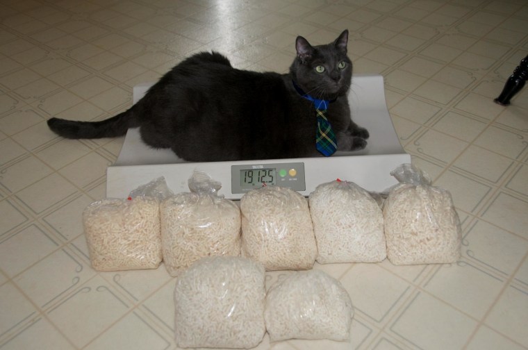 Here is Tiny's most recent Tuesday Weigh-In photo from August 14, showing the 10 pounds and 16 ounces the cat has lost over the last few months with bags of fat.