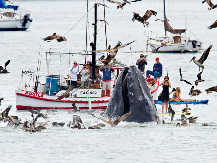 Boaters and kayakers waited with their cameras for a pod of humpbacks to breach the ocean's surface, an occasional sight around Port San Louis, according to amateur photographer Bill Bouton.