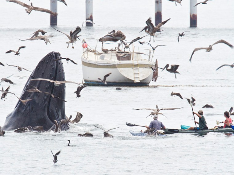 Despite federal guidelines that warn observers to stay at least 100 yards away from whales or risk being fined $50,000, onlookers hovered around the feeding site.