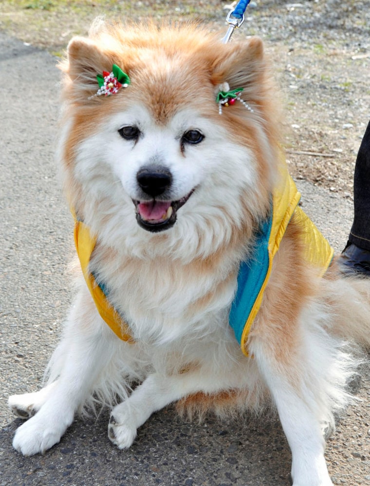 A male cross-breed dog Pusuke is seen in this file photo from Dec. 24, 2010.