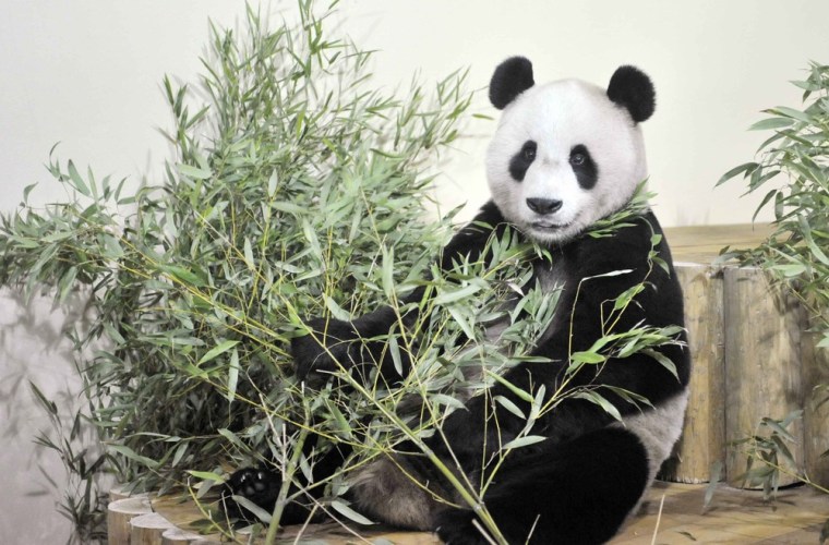 Panda bear Yang Guang settles into his new home at Edinburgh Zoo on Dec. 4.