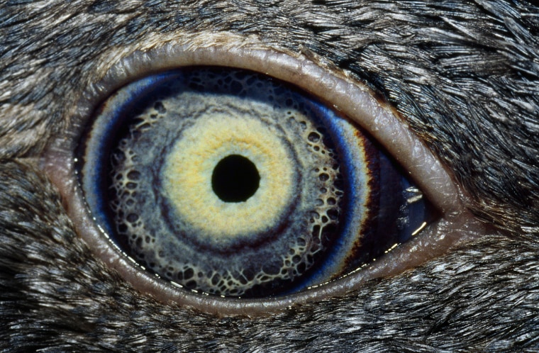 The eye of a young fairy penguin.