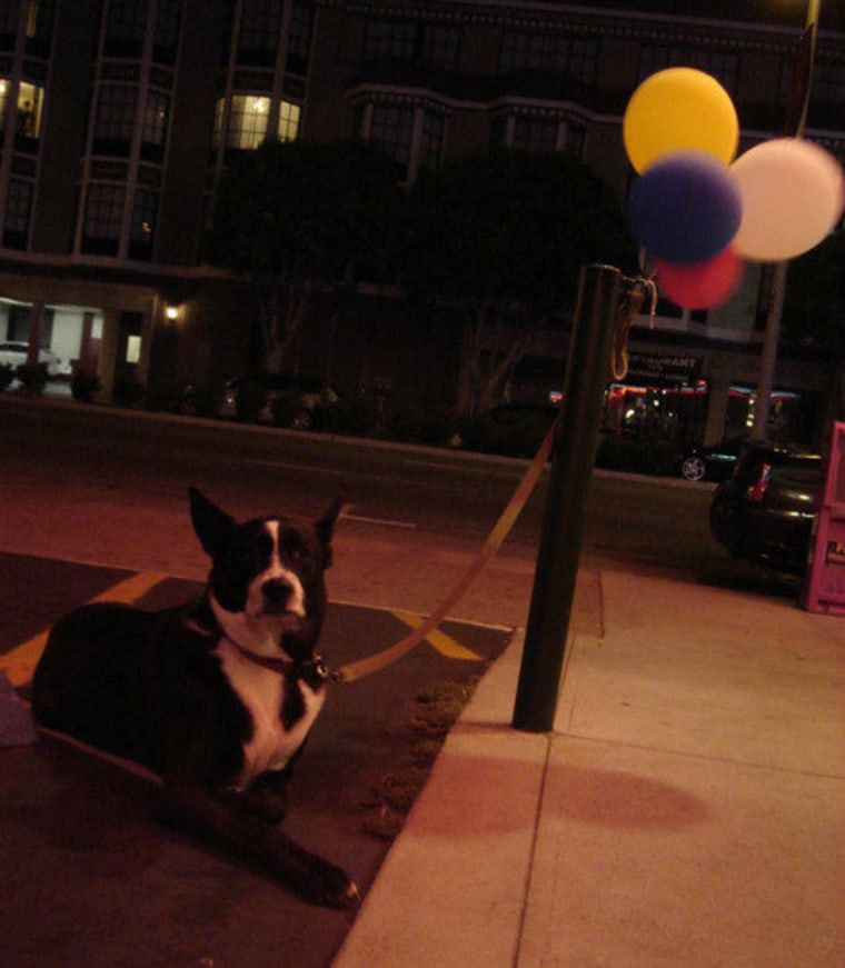 Dog 574: If you're throwing a party and you want to make sure your guests don't miss the turn on their way to your estate, don't just put some balloons on a post and call it a day. Leave your butler there, too, so he can answer any questions with the dry sparkling wit for which you hired him in the first damn place.