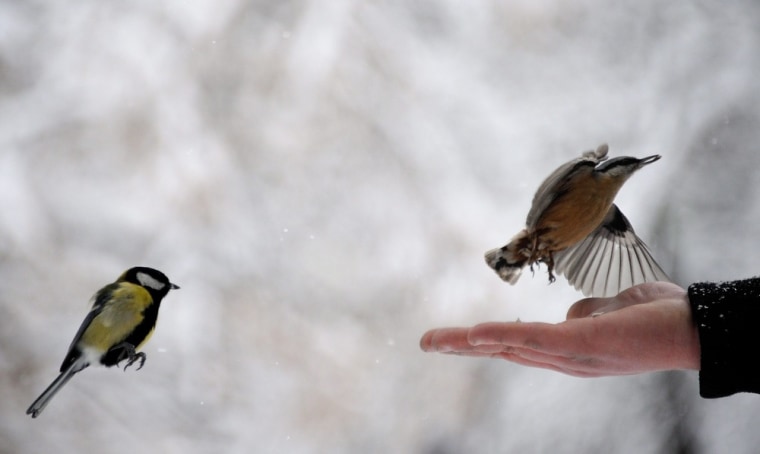 Small birds are fed in a snow-covered park in Sofia, Bulgaria, on Thursday, Jan. 26. Much of Bulgaria is experiencing the wrath of winter, whether extreme cold or heavy snow.