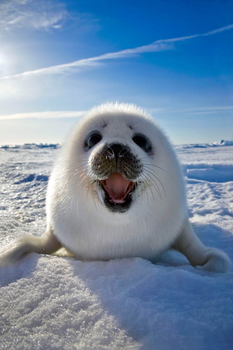 A harp seal smiles for the camera at Iles de la Madeleine in East Canada.