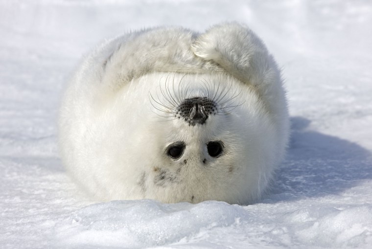 A harp seal rolls over and looks at the camera at Iles de la Madeleine in East Canada.