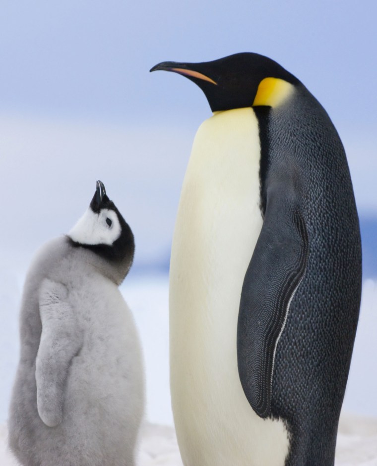 Two emperor penguins at snow hill Island in Antartica.