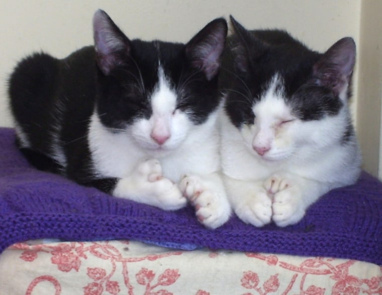 Ned and Fred are polydactyl, a condition found in cats around the world that results in extra fingers and toes.