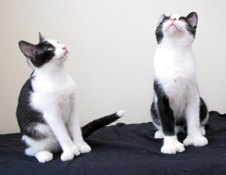 Ned, left, and Fred have recently been adopted and will soon be heading to their new home.