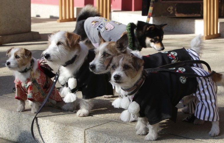 Dogs gather for photographs after offering New Year's prayers with their owners on Jan. 9.