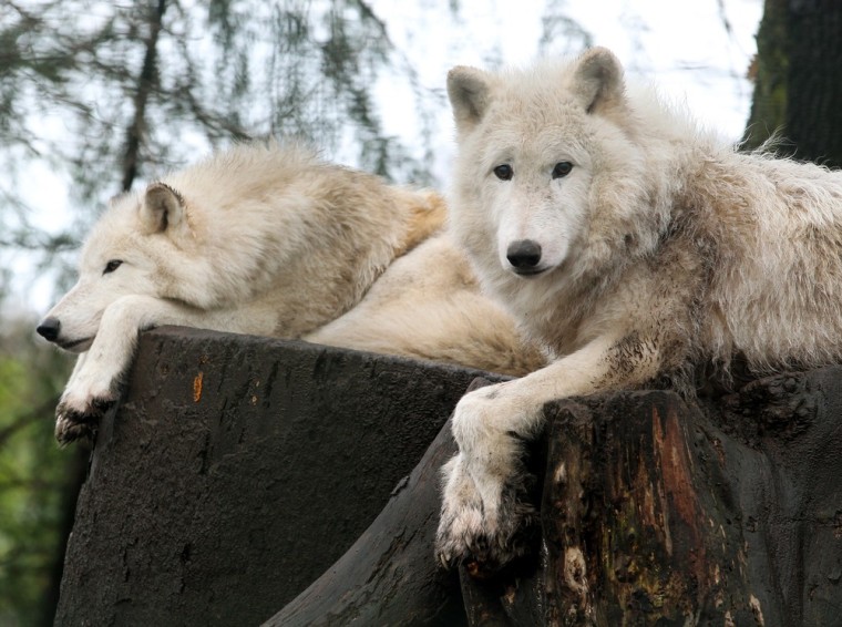Arctic wolves rest on a stump at a German zoo on January 2.