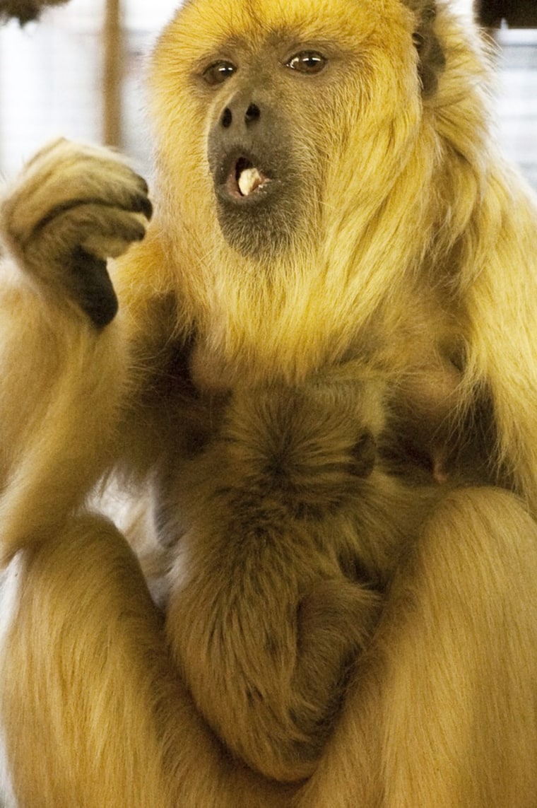 A howler monkey holds her baby (on her chest) in an enclosure in the Berlin zoo on January 3.