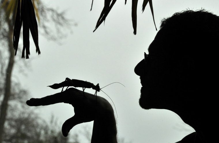 Zookeeper Dave Clarke poses with a jungle nymph stick insect during the counting of the animals at the London Zoo on Jan. 4.