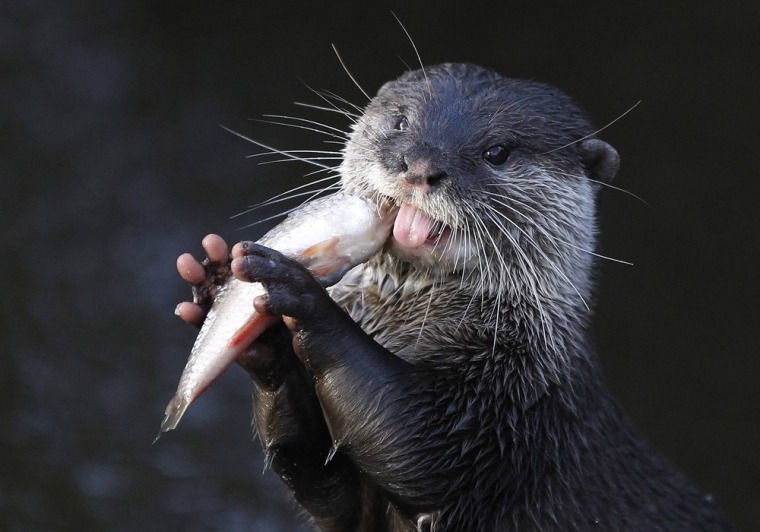 An Asian short-clawed otter eats a fish in its enclosure at Chester Zoo in England on Jan 5.