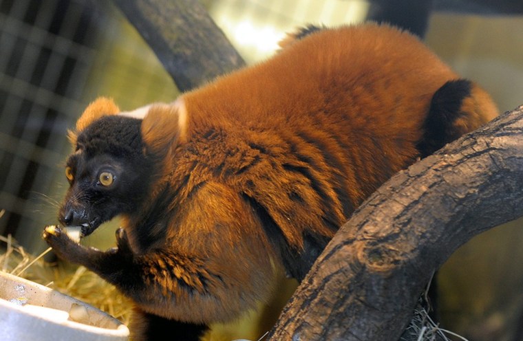 A red ruffed lemur eats fruit at the Hanover zoo in Germany on Jan. 5.