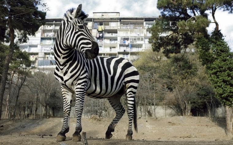 A zebra stands in its enclosure at the zoo in Tbilisi, Georgia on Jan. 8.