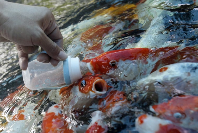 A visitor feeds dried fish food to koi fish and carps out of a milk bottle at Dusit Zoo in Bangkok on Jan 10.