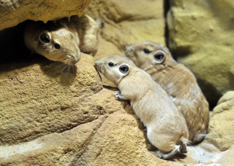 A Gundi mouse family hides between artificial rocks at the Frankfurt zoo on Jan. 10.