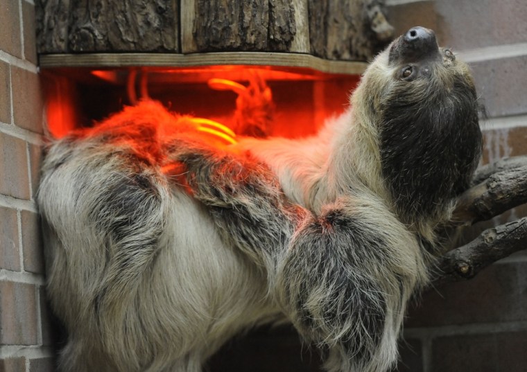 A sloth enjoys a warm lamp on a winters day at the zoo in Dortmund, western Germany, Monday, Jan. 9.