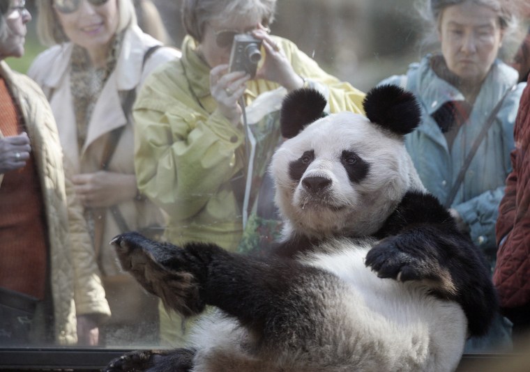 Panda bear Bao Bao plays in his indoor enclosure at the Berlin Zoo in 2007.