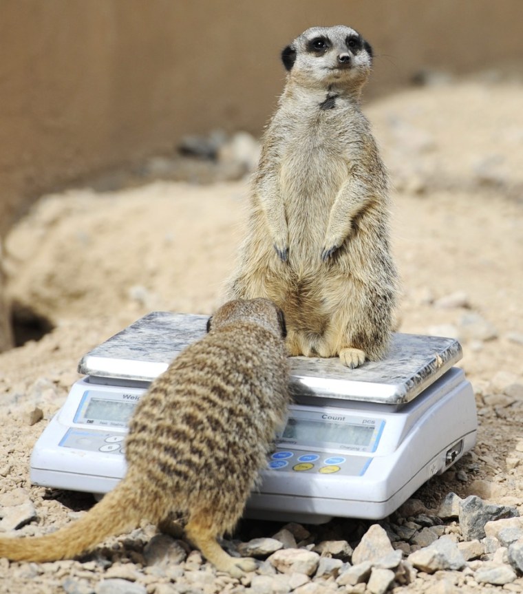 A meerkat climbs a scale on which another animal is already been weighed during the zoo's annual weigh-in at ZSL London Zoo, Aug. 22.