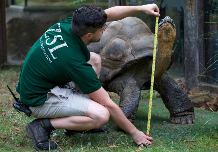 A zookeeper measures Dirk the giant tortoise during the annual weigh-in at London Zoo on Aug. 22.
