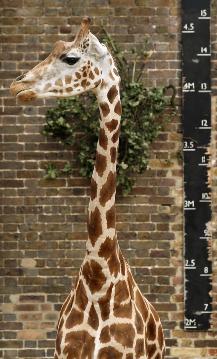 Giraffes are weighed and measured during the ZSL London Zoo 's annual weigh-in on Aug. 22.