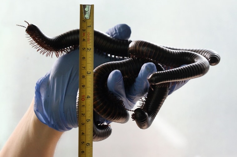 Zookeeper Don McFarlane weighs and measures an African Millipede during the zoo's annual weigh-in on Aug. 22.