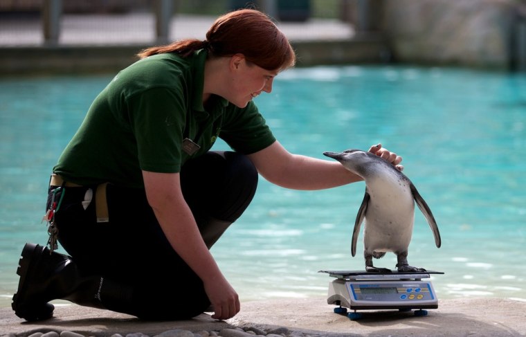 A zookeeper strokes a penguin on a scale during the annual weigh-in at London Zoo on Aug. 22.