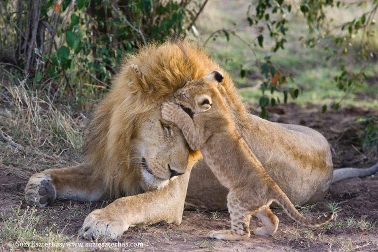 In this heartwarming photo, Dad seems to let his cub playfully nip at his forehead, or maybe his son is planting a kiss!
