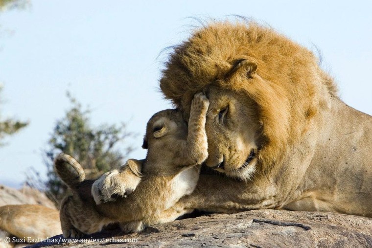 Hello, Dad! Father and son bond during their first encounter.