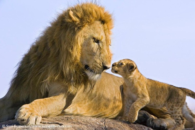 The father lion was extremely gentle during this first meeting with his son, not getting involved in any serious play as the young one adjusted to his presence.