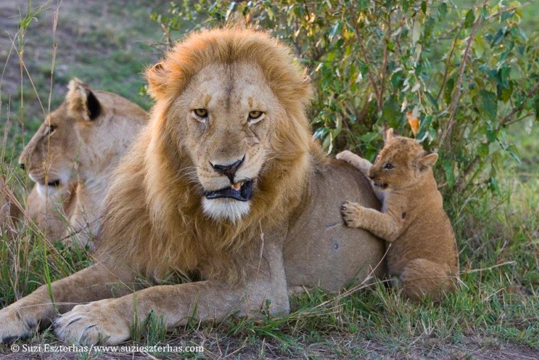 Uh-oh! Dad may be having enough of his son's attention from his expression here. It might be time to let him rest, kid!