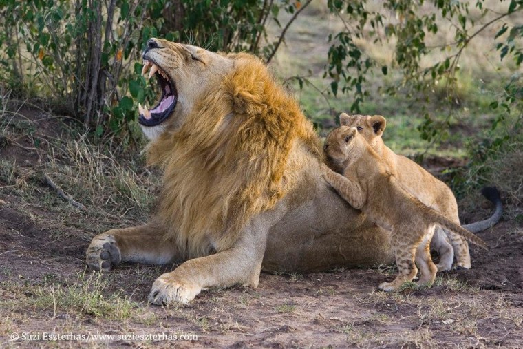 After some time passes, the cubs realize Dad's just a big softy and play becomes a bit rowdier around him.