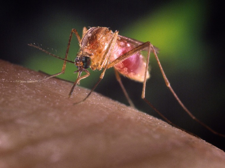 Pesky mosquitoes are behind one of the worst-ever outbreaks of West Nile virus, health officials say.