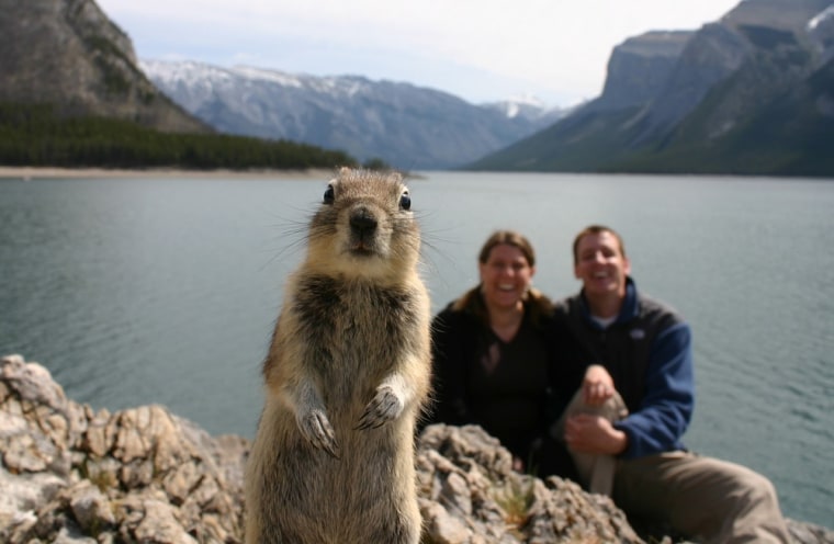 The \"photo crasher squirrel\" first made its appearance in a holiday photo.  He is a key example of photobombing.