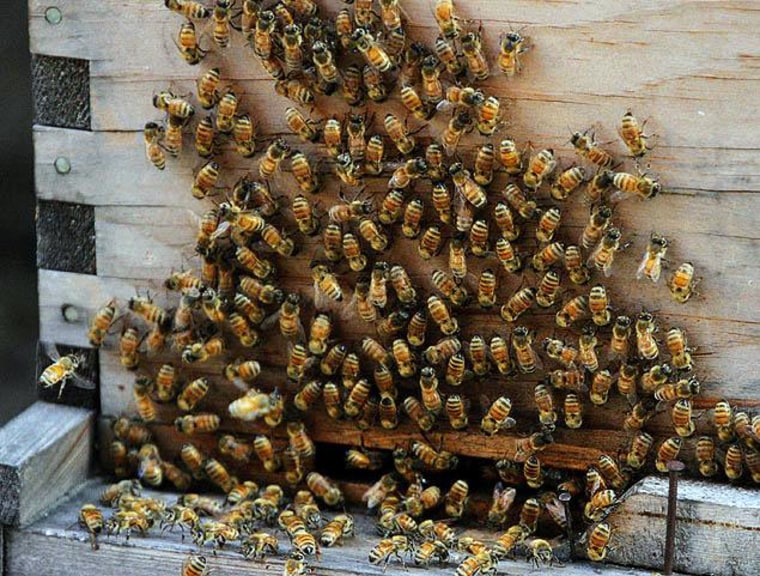 Colorado beekeepers hope to turn trend of die-offs locally