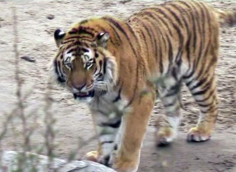 This male Siberian tiger, seen on March 8, killed a zookeeper in Cologne, Germany, on Saturday.