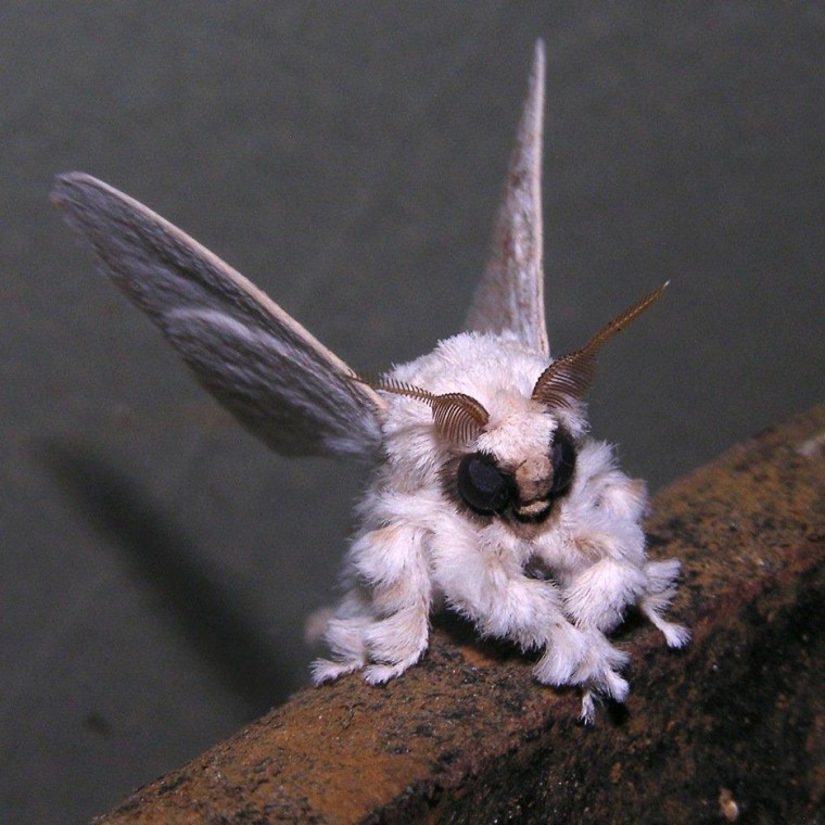 Zoologist Arthur Anker's picture of a Venezuela poodle moth has captured the curiosity of Internet onlookers.