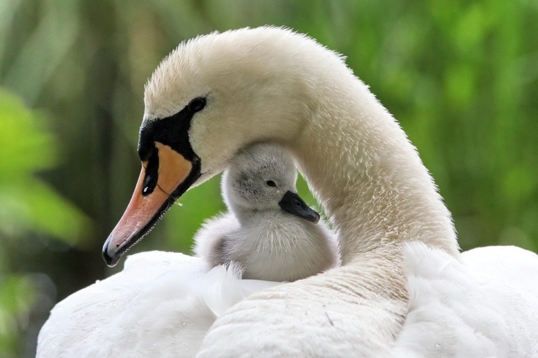 Spring means lots of cute baby animals - including this young swan