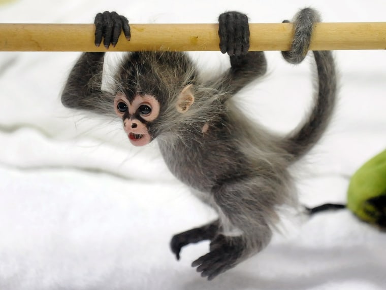 A baby Spider Monkey named Estela plays with her grandmother Sonya at Melbourne Zoo on May 6, 2011.