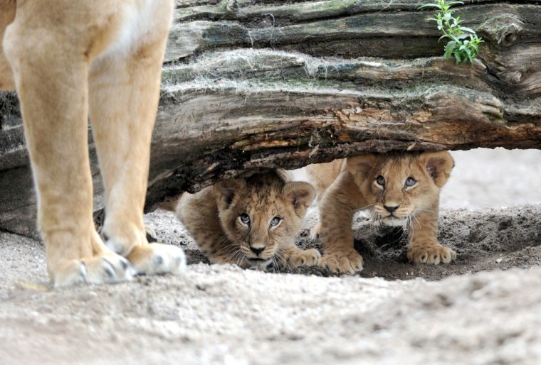 Two lion cubs look peer out from under a tree trunk at the Hagenbeck zoo in Hamburg on Thursday, June 23.