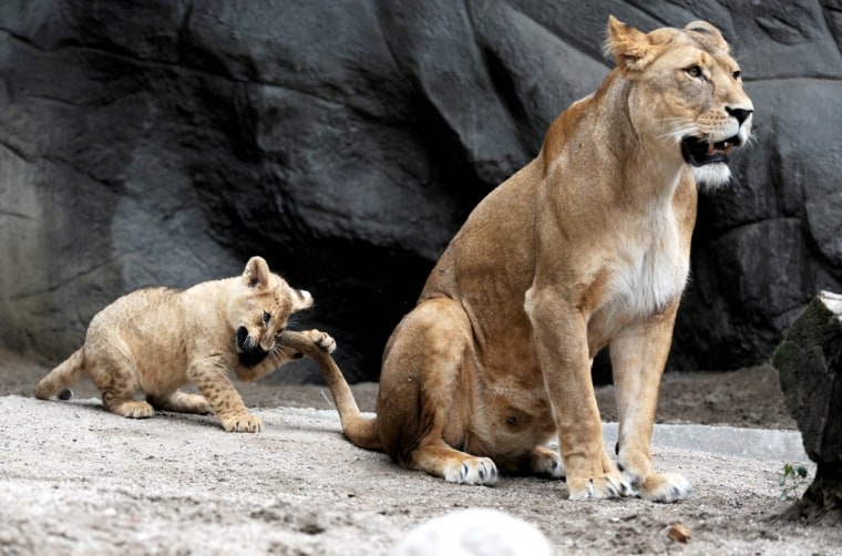 A lion cub plays with its mother's tail at the Hagenbeck zoo in Hamburg, Germany on Thursday, June 23.