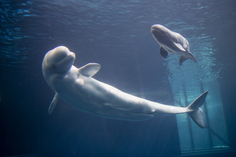 A baby beluga calf was born to mom, Mauyak, at about 2 a.m. on Aug. 27 at Shedd Aquarium.