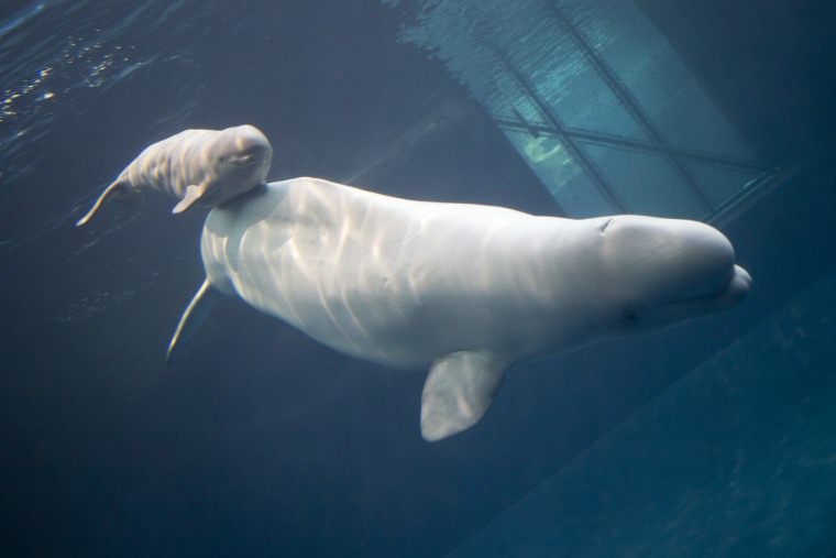 \"In less than 24 hours after birth, the calf achieved the first critical milestones that we look for,\" said Ken Ramirez, executive vice president of animal care and training at Shedd Aquarium.