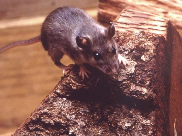 Deer mice, such as this one, can carry the hantavirus, which is now responsible for the deaths of two visitors to Yosemite National Park.