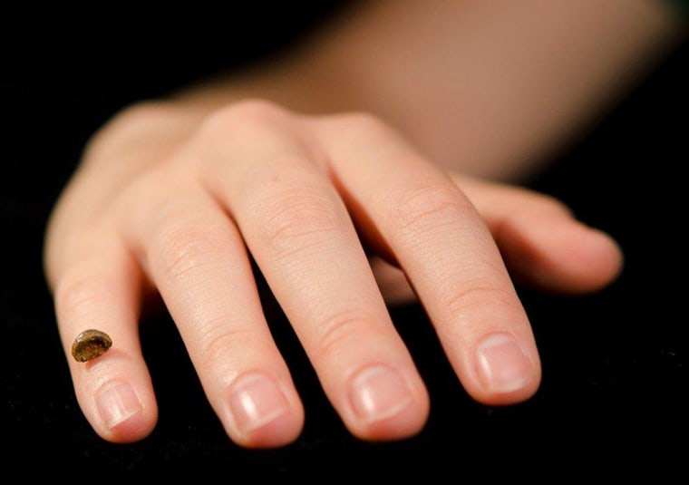 A replica of the Denisovan girl's finger bone sits on a pinky finger, providing a sense of scale.