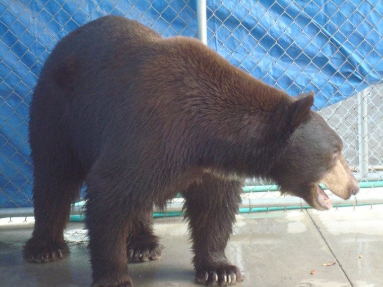 Meatball, in his temporary home this week at the Lions, Tigers & Bears rescue facility in San Diego County.