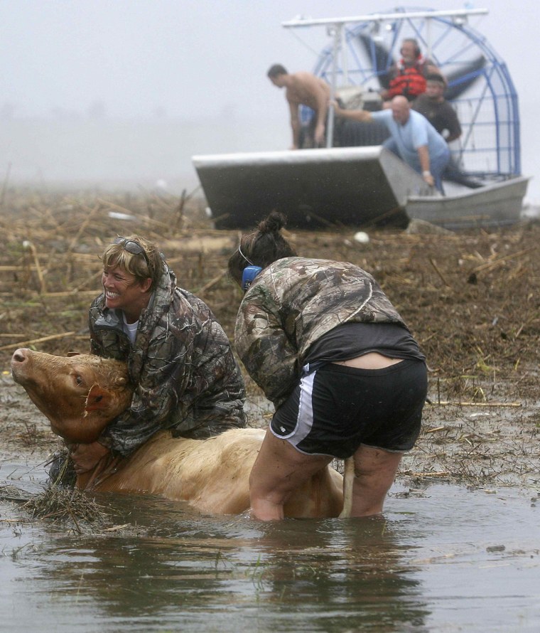 Sherry Henson and Charmin Cosse try to save a cow along Highway 23 after Hurricane Isaac in Plaquemines, La., August 30, 2012. Isaac staggered toward central Louisiana early Thursday, its weakening winds still potent enough to drive storm surge into portions of the coast and the River Parishes between New Orleans and Baton Rouge.