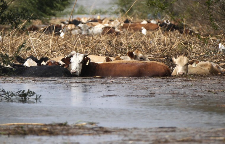 Cows are stranded in floodwater after Isaac came through the region, in Plaquemines Parish, La., Thursday, Aug. 30, 2012.